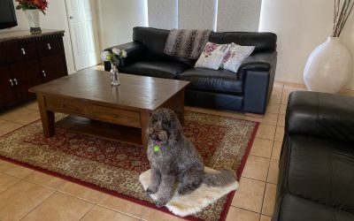 “Winston” having a lazy old time in our Pet Friendly Apartment